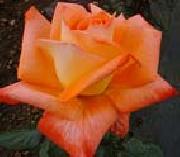 unknow artist Realistic Orange Rose China oil painting reproduction